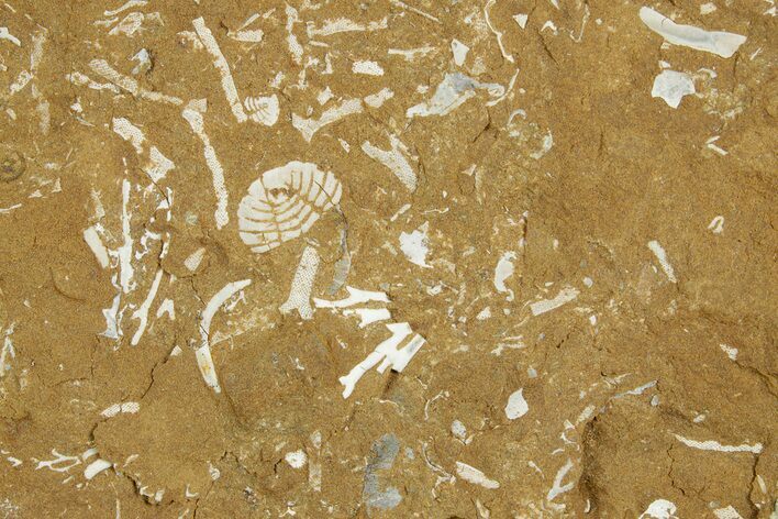 Ordovician Kukersite Oil Shale w/ Bryozoan & Trilobite Fossils #369553